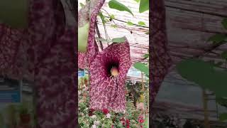 Giant pelican flower Aristolochia gigantica subscribe music trending [upl. by Glennie]