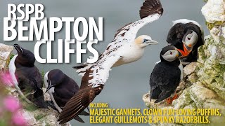 Bempton Cliffs  Bempton Cliffs  Gannets Puffins and more [upl. by Ibloc715]