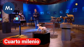 Una exposición de extrañas criaturas este domingo a las 2130 en Cuarto Milenio  Mediaset [upl. by Ogaitnas997]