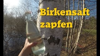 Frühlingsglück durch Birkensaft  Birkenwasser zapfen [upl. by Alliuqat]