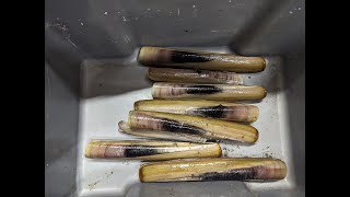 Collecting Razor Clams  My first attempt  Anglesey foraging [upl. by Gilmour613]