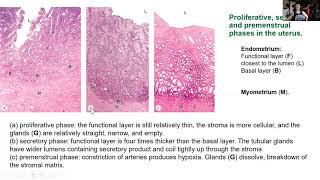 BI 455 Histology female reproductive system and beginning of eye [upl. by Nycila686]