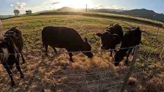 Feeding Our Mini Cows Hay at Sunset  Short n Sweet [upl. by Mccourt]