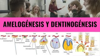 ENAO  AMELOGÉNESIS Y DENTINOGÉNESIS [upl. by Kcirddot]