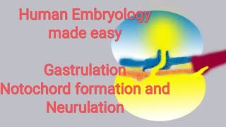 Human Embryology made easy Gastrulation notochord formation and neurulation [upl. by Yarased914]