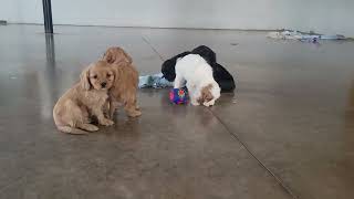 Cavapoo Puppies Playing [upl. by Zerimar]