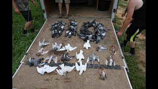 PA PIGEON HUNT 110 BIRD DAY BONUS BANDS [upl. by Ethbinium]