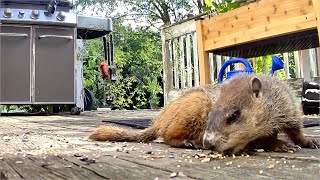 Woodchuck on the deck not near the telescope [upl. by Tallou]