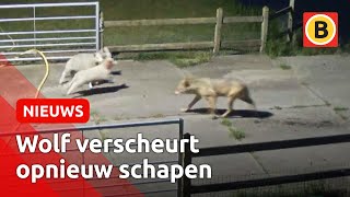 Schokkende beelden Weer valt een wolf schapen aan  Omroep Brabant [upl. by Erual]