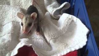 PAWSSCcom Hear the sounds that a baby Virginia Opossum makes to call its mom [upl. by Bonne]