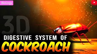 DIGESTIVE SYSTEM OF COCKROACH CLASS 11NEET  3D ANIMATION [upl. by Leamiba]