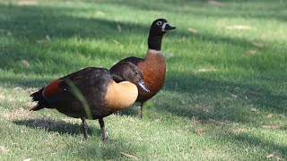 Australian Shelducks at Herdsman Lake Dec 2022 [upl. by Dnomyaw]