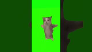 gato saltando y cantando happy happy happpy en pantalla verde [upl. by Vasiliu]