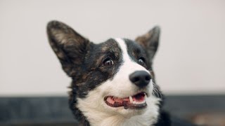 Preparing a Cardigan Welsh Corgi for a Dog Show [upl. by Oiludbo]