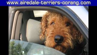 Mountain Airedales [upl. by Asinet]