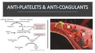 AntiPlatelet and AntiCoagulant drugs part 2 in HindiUrdu [upl. by Lorolla743]