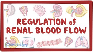 Regulation of Renal Blood Flow [upl. by Ribble]