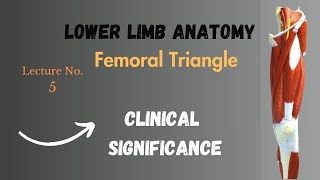 Femoral Triangle with clinical significance Lecture no5 DrAwais Lower Limb anatomy notes [upl. by Lasorella418]