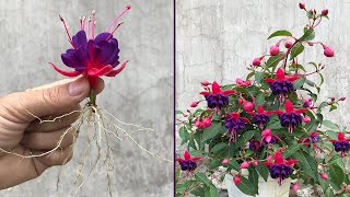 Tips for breeding Fuchsia from flower buds [upl. by Behn]