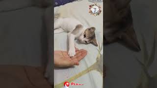 Cute Cat Training cat kitten catlover cute cutecat biral catshorts catvideos বিড়াল pets [upl. by Orola]