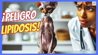 🔴 LIPIDOSIS HEPÁTICA EN GATOS CAUSAS SÍNTOMAS Y TRATAMIENTO 🔴 [upl. by Aienahs]