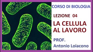 CORSO DI BIOLOGIA  Lezione 04  La cellula a lavoro [upl. by Mast561]