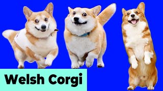 Welsh Corgis Doing Cute Funny and Naughty Things 1  Dogs Doing Things [upl. by Huskamp94]