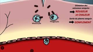 Animation Réaction inflammatoire [upl. by Ynalem]