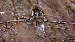 pygmy owl pellet iris1 thm2 [upl. by Loren]