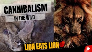 CANNIBALISM IN THE WILD  LION EAT LIONS [upl. by Eetnahs349]