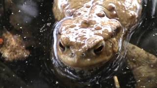 Crapaud commun  Common toad 3 [upl. by Assel]