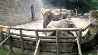 Kampf der Elefanten im Wuppertaler Zoo 25082012 [upl. by Ajram266]