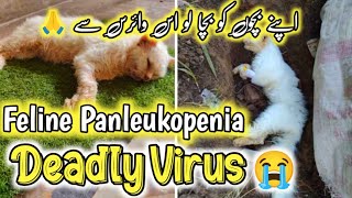 Apni Cats ko bacha lo is deadly virus disease se😭🦠  Feline panleukopenia virus symptoms in Cats [upl. by Ramled]