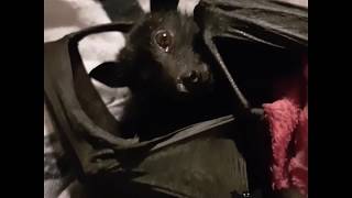 Rehab  Flyingfox Fruit bat cleaning himself black male unknown injury Megabat [upl. by Nnairret]