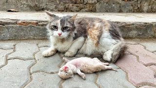 Old mother cats eyes filled with tears as she watching her poor kitten struggle to survive [upl. by Haelahk]