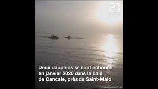 Des dauphins échoués sauvés dans la baie du Mont SaintMichel [upl. by Mercedes]