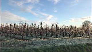 Nachtvorst beregenen van bloesems in de Betuwe [upl. by Alesandrini]