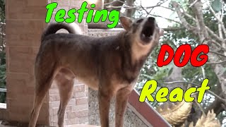 How Dogs React When Seeing Stranger 11  Running Barking  Viral Dog [upl. by Sajet]