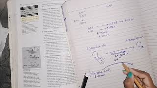 Deoxyribonucleotide synthesis nucleotideMetabolism biochemistry [upl. by Ihtak118]