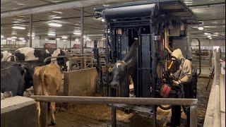 Hoof trimming crossbred dairy cattle [upl. by Ravi]