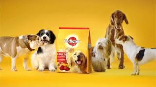 สูตรที่ดีที่สุดจาก เพดดิกรี ®  Pedigree ® TVC 2013 [upl. by Wolff]