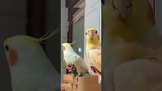 Adorable Cockatiel Charlie Serenades with Heartfelt Songs 🎶❤️ CuteBird CharlieTheCockatiel [upl. by Ykcor]