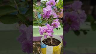 Jarul Plant  Pride of India lagerstroemia speciosa  Lythraceae [upl. by Ahsikyw365]