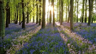 Dockey Bluebell Woods Walk English Countryside 4K [upl. by Horwath]