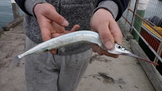 How To Catch Garfish Easy  Fishing From the Pier  Jetty [upl. by Hareehahs656]