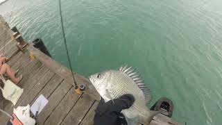 Fishing Off Weipa Jetty [upl. by Natye]