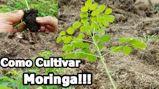 Como cultivar Moringa paso a paso [upl. by Elocen462]