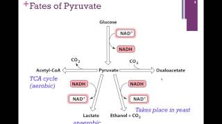 095Glycolysis Summary Fates of Pyruvate [upl. by Abdulla]