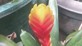 Bromeliad Vriesea plant with flaming sword flower [upl. by Bullis]