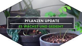 Zimmerpflanzen UPDATE  Neue Blätter und Blüten🌿 [upl. by Lehcim]